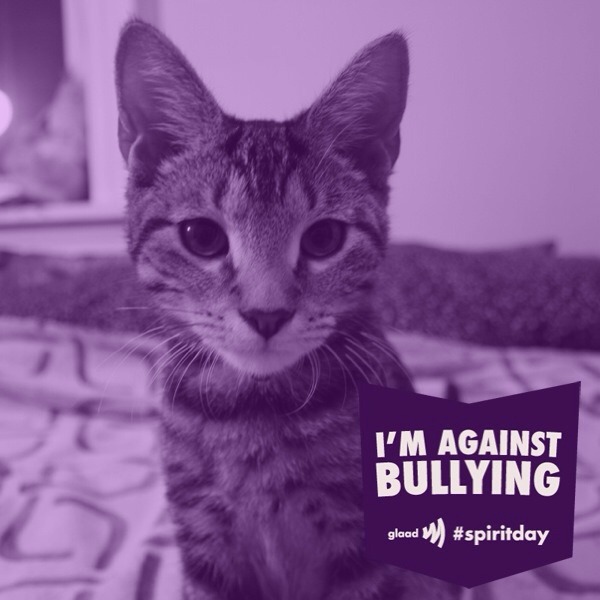 Vernie the cat has gone purple for Spirit Day! Everyone in the office has, too. Stay tuned for pictures of that, and make sure to post your own!
P.S. Each time you upload a photo through Johnson & Johnson’s Donate a Photo app and select The Trevor...