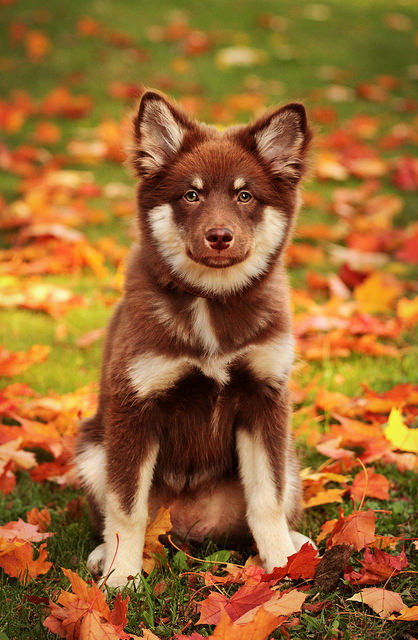 misterwooff:  sin título by lovisaluscinia on Flickr. 