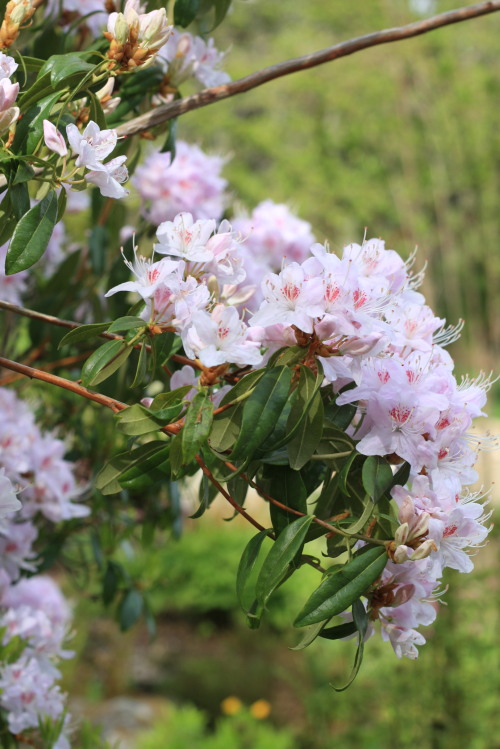 lilyandthefield:some photos that I took on one of my “faerie” walks on warmer days.