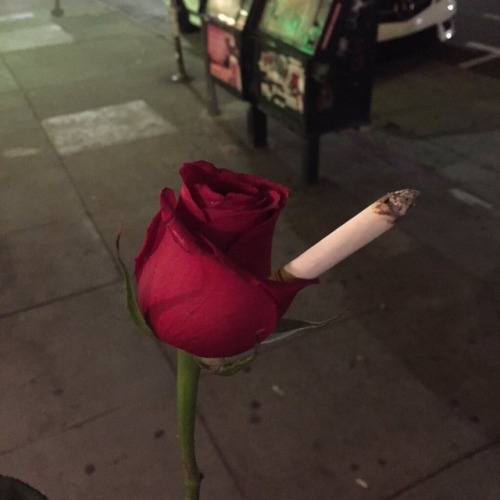 https://nouraisbored.tumblr.com/post/166894107931