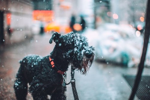 melodyandviolence: NYC Snow Days by  Jose Tutiven