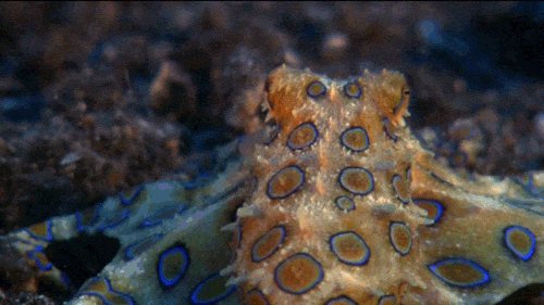 Strange Biology