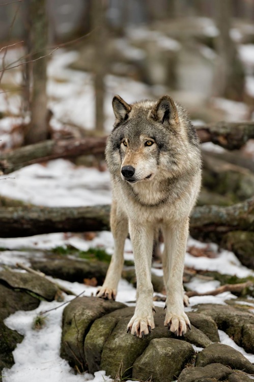 beautiful-wildlife: Timberwolf on Lookout by Daniel Parent