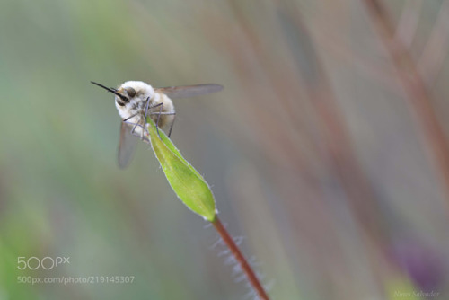 Bombylius equilibrista!:) by ASM19366