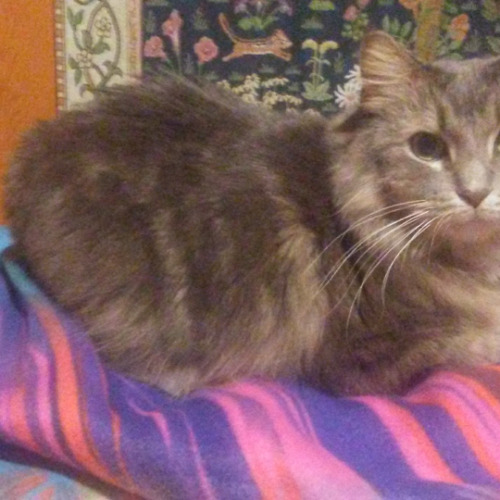 bi-aesthetics: Bi Aesthetics- Cats
