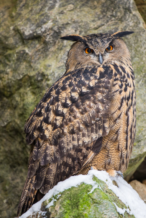 Eurasian Eagle-owl (Bubo bubo) &gt;&gt;by Michael Merl