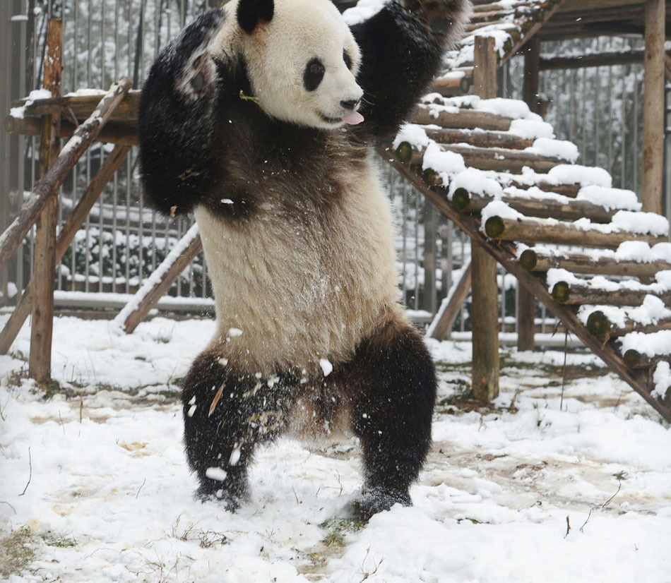 giantpandaphotos:  Wei Wei plays in the snow at the Wuhan Zoo in China on February