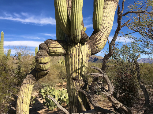 An old and weathered Saguaro (Carnegiea gigantea), Sabino Canyon, Santa Catalina Mountains, Arizona.