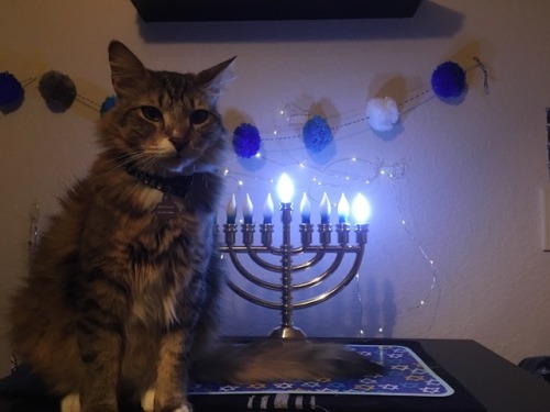 meanexwife:happy chanukah! we’re getting kicked out.i’m will & that is my cat wesley. i’m a jewi