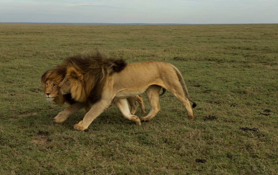 wolverxne:  Coalition  A lone male lion rarely makes it on his own. To survive—and