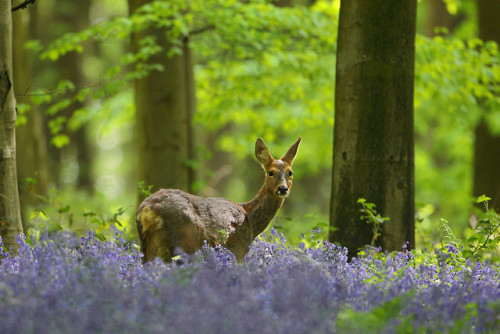 90377: Micheldever Bluebells at Dawn by Alan MacKenzie www.alanmackenziephotography.com