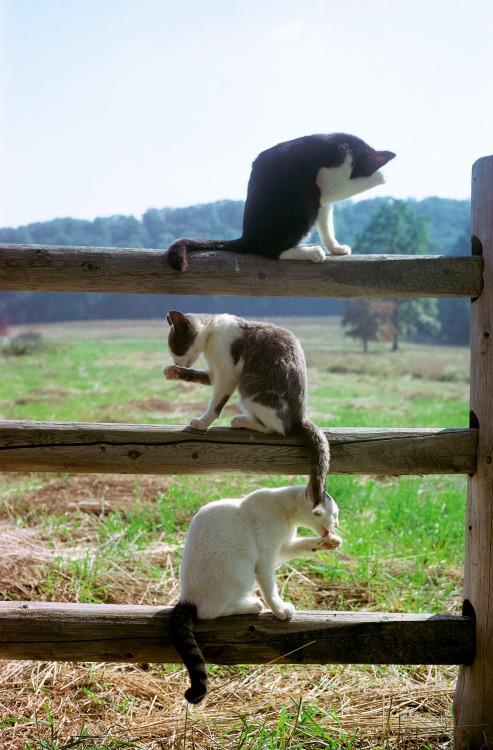 Walter Chandoha (American, 1920-2019, b. Bayonne, NJ, USA) - New Jersey, 1982 from photobook Cats. P