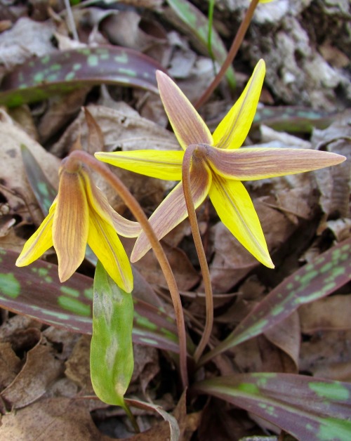 Trout lily, Erythronium americanum.