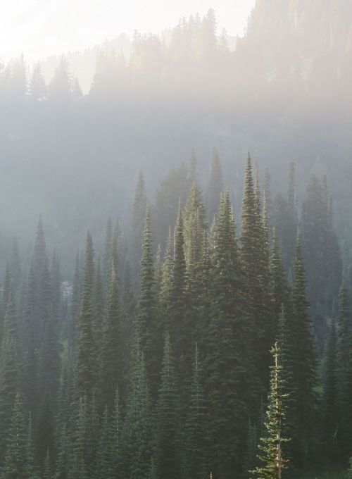 professor-buffalo:The last rays of of sunlight illuminate the spires of Subalpine Fir (Abies Lasioca