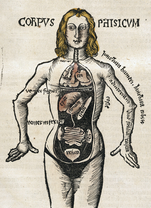 biomedicalephemera: Splanchnology - The study or discourse of the viscera (guts) - Greek: Splanchn(o