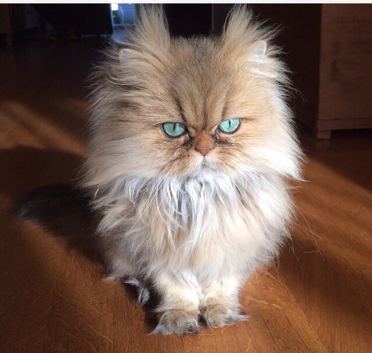 cute-overload:  Say hello to Mr. Fluffyhttp://cute-overload.tumblr.com source: http://imgur.com/r/aww/PZeOz4P