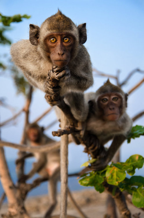 uhohmarty:  Rhesus Trio