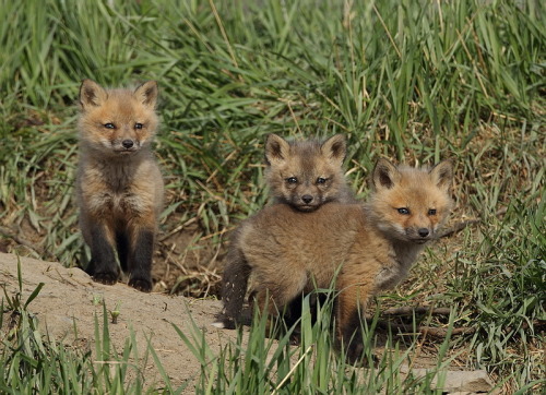 llbwwb:  (via 500px / red fox ( pup’s ) by peter makuch)