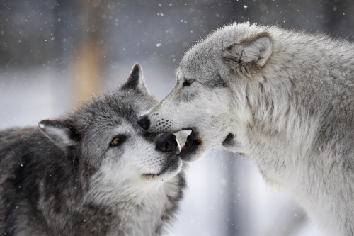 thatwanderinglonewolf:  Wolf Affection (by Scott Joshua Dere) 