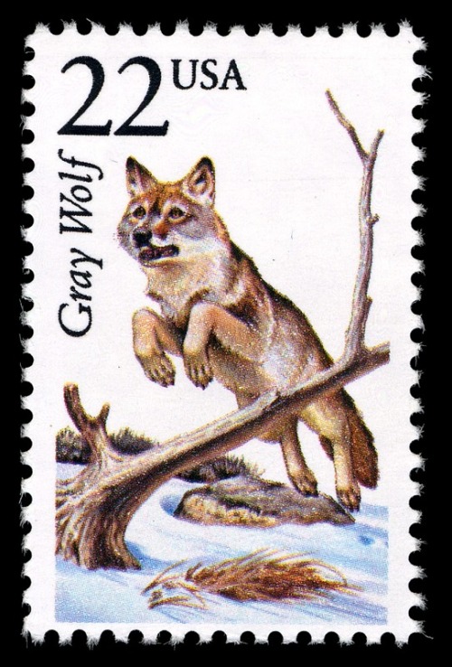 neon-flamingo: Gray Wolf Stamp. American. 1987.  (Source: Smithsonian Institution)