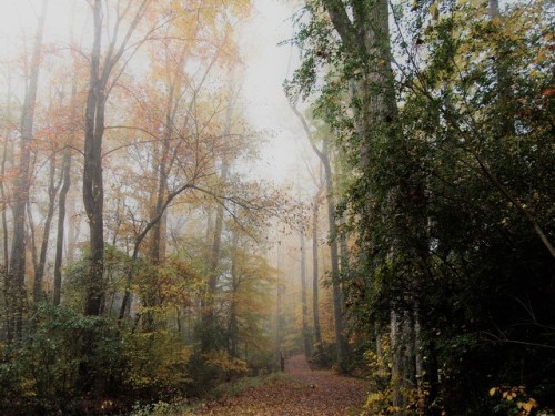 wynndy:Heavy fog on a fall day.  Image made with an Olympus digital camera.