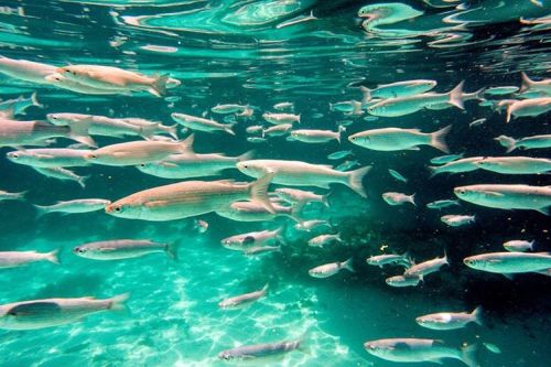 Some of my new friends in the blue lagoon off the island of Camino. #travelstoke  #traveltheworld  #