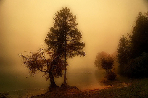Ducks in the haze by scarbody on Flickr.