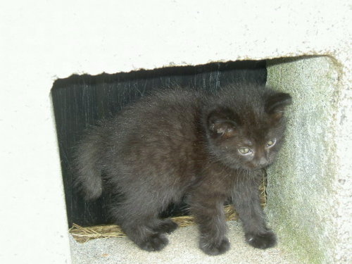 This is my kitty Little Bear when we found him as a 5 week old kitten. He has a half tail because, w