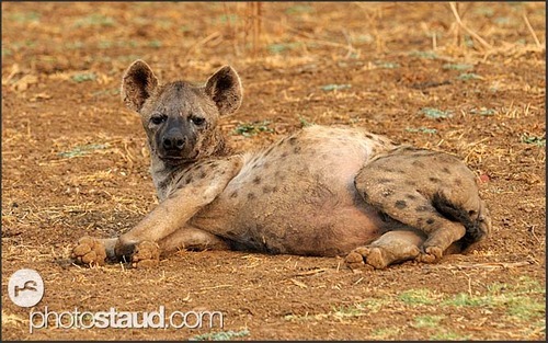 Growing Up: Spotted Hyenas porn pictures