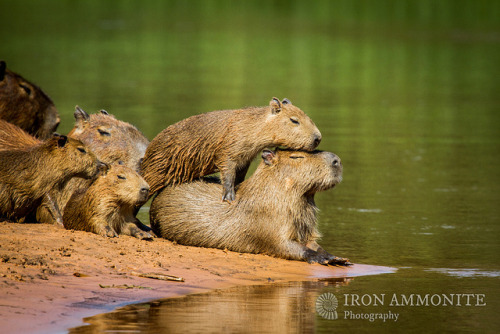 Capybara family relaxing 2 by Paul Williams www.IronAmmonitePhotography.com on Flickr.Young capybara