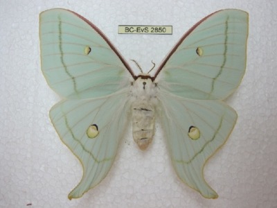 rubicunda:Numerous specimen and forms of Actias gnoma from the research collections of Stefan Naumann, Eric van Schayck, Rodolphe Rougerie, and Steve Kohll. Many of the forms depicted here look like their relatives Actias sinensis, Actias luna, and Actias