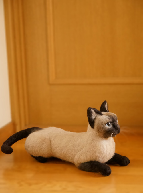 Her name is Alfie. Siamese is a girl of. Was I have traveled to heaven eight years ago. Look at Alfi