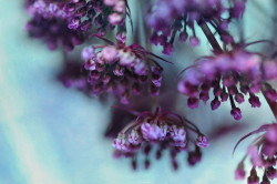 blooms-and-shrooms:  Faery Chandeliers by luvpublishing on Flickr. 