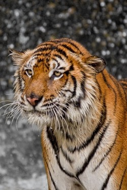 heaven-ly-mind:  Final Drops by Ashley Vincent on 500px