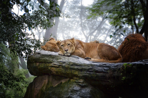 phototoartguy:
Lions Rest - Piu Tie #lions#animals#mammals#wild animals#wild cats#rb animalkingd0m#rb weirdwonderworld#rb phototoartguy