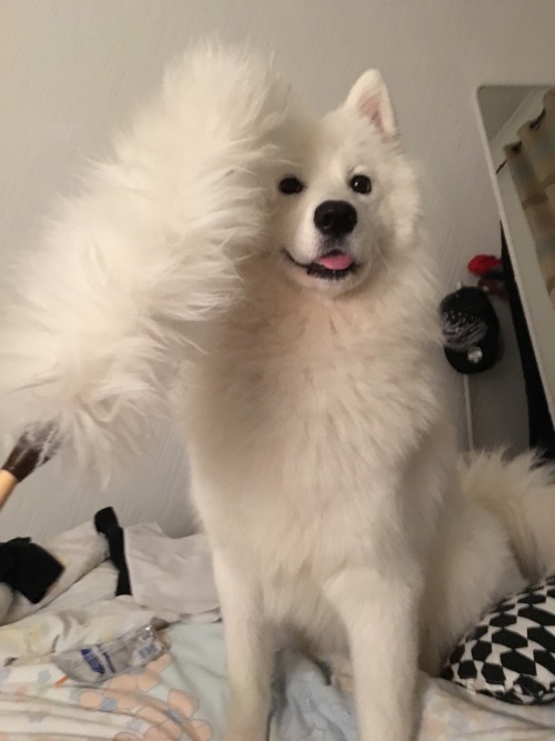 milkeu:  tyridot:  floof meets floof duster   the second picture is me
