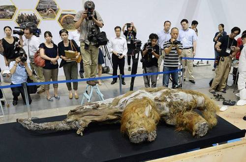 earthstory: Siberian mammoth goes on display in JapanThis 39,000 year old baby female, named Yuki, w