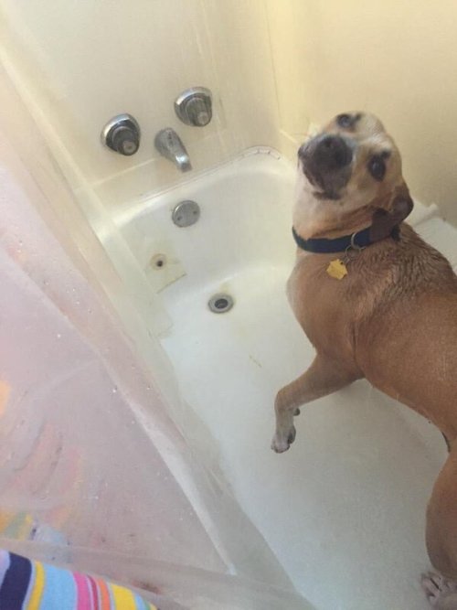 itsbabyanimals: beautiful animals here