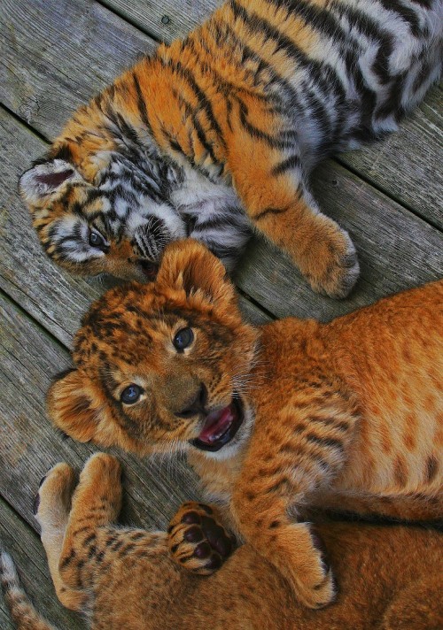 earthandanimals:   Lion and Tiger cubs by Ashley Hockenberry     