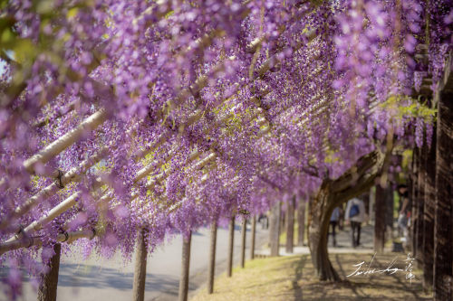 floralls: spring in Japan  by  Jennifer 真泥佛
