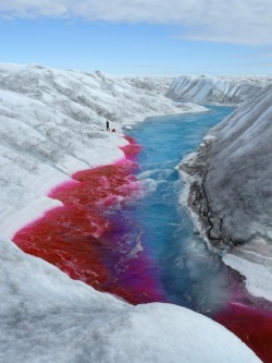 vvolare:  Fluorescent tracer dyes used to measure drainage system characteristics in valley glaciers, Greenland Ice Tracers 