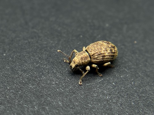 Its Weevil Wednesday