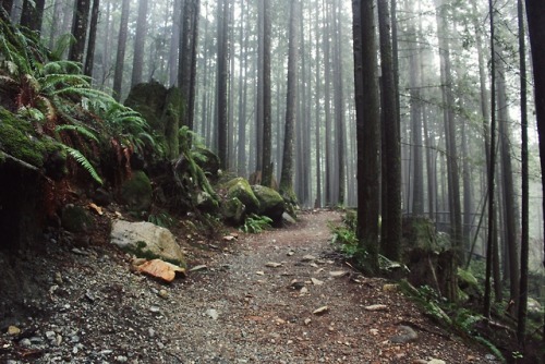 matchbox-mouse: Day in the woods. Golden Ears Provincial Park, British Columbia