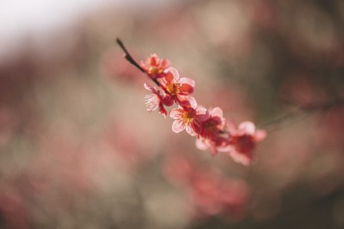 boohwanj:2021-03-13Canon EOS R6 + RF50mm f1.2LInstagram  |  hwantastic79vivid