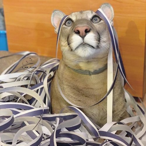 awesome-picz:Rescue Puma Can’t Be Released Into The Wild, Lives His Best Life As A Spoiled House Cat