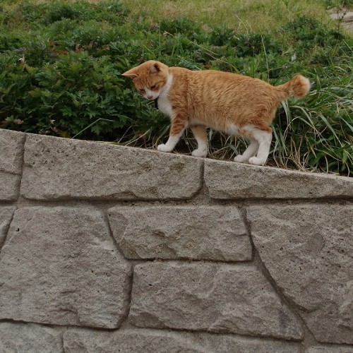 shootsay:塀の下に何か見つけたの？　立ち止まったまま、動かないねこさん。A cat looking down, stopping up the slope. What did you find