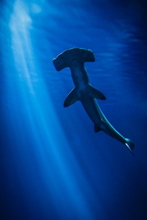 midnightinparis:  hammerhead shark