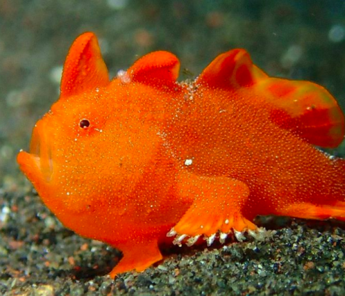 hedgehog-moss:I discovered in a sea book today that the frogfish uses its fins like paws to walk on 