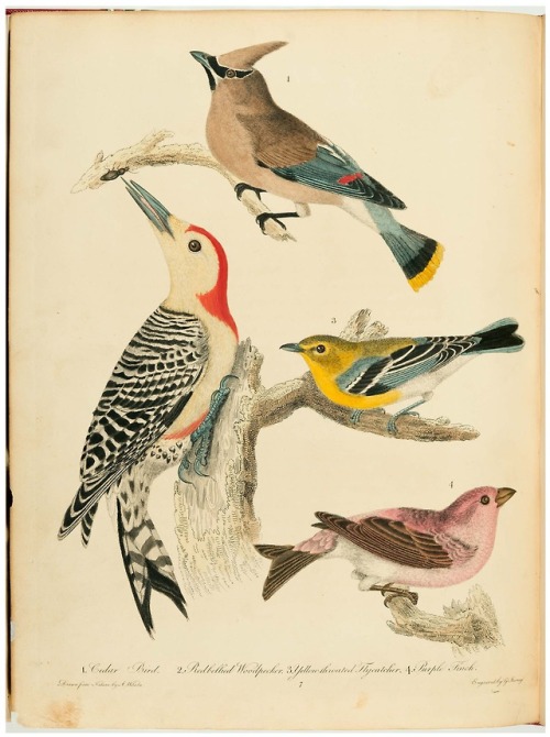 From: Wilson, Alexander, 1766-1813. American ornithology, or, The natural history of the birds of th