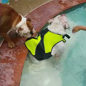 sizvideos:  This cute bulldog is so afraid that her brother drown! Watch the full